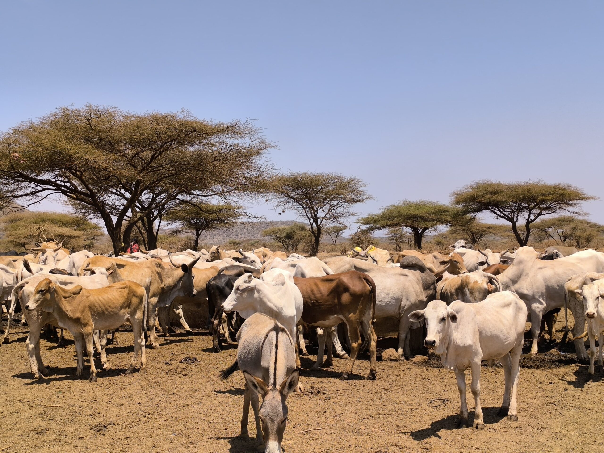 Isiolo’s Drought Reserves Under Pressure from Unregulated Livestock Influx